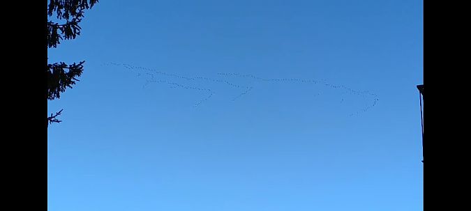 Gru  - Daniele Zanutto