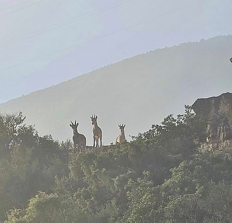 Cabra salvatge  - Enric Ortega