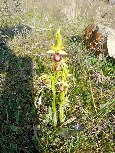 Ophrys exaltata subsp. marzuola  - Yves Gonnet