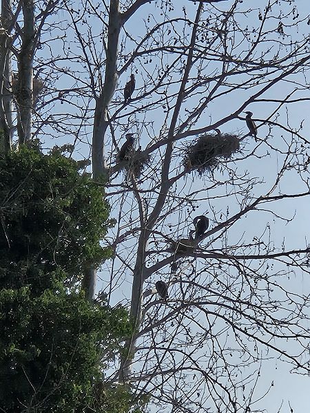 Cormorano  - Elisa de Belli (FVG)