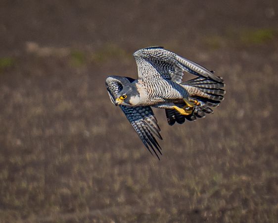 sokół wędrowny  - Michal Jadzyn