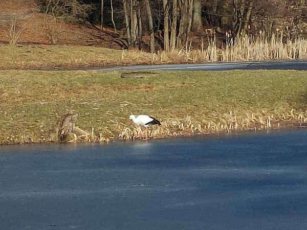 bocian biały  - Andrzej Dylik