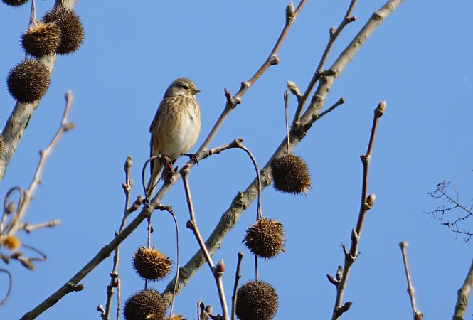 Fanello  - Lorenza Venturini