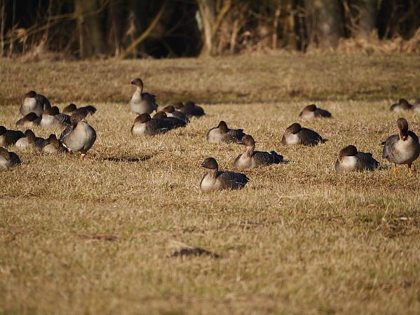 gęś krótkodzioba  - Katarzyna Laszkiewicz