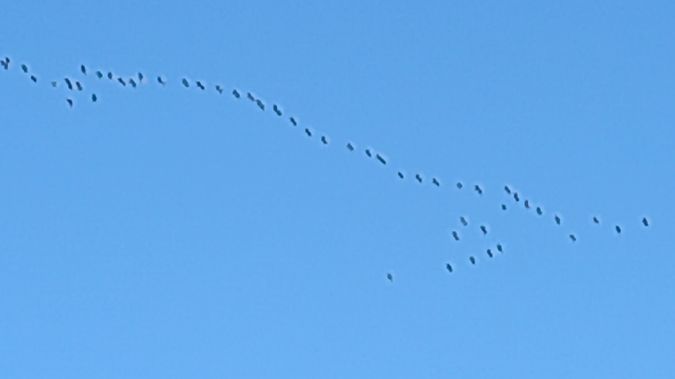 Gru  - Tiziano Fiorenza (FVG)