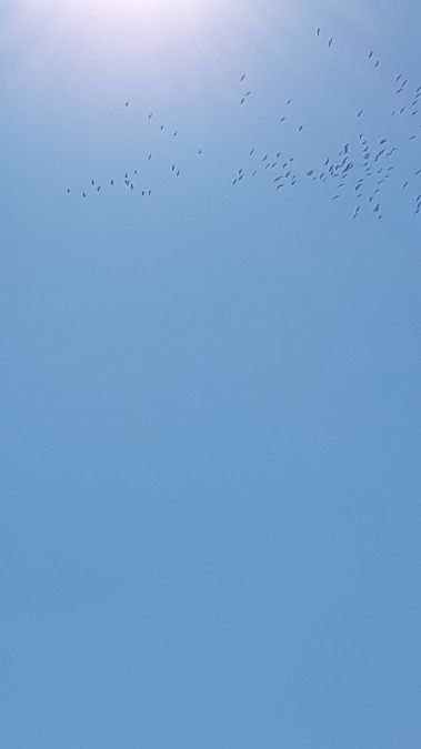 Gru  - Maria Teresa Guglielmotti (FVG)