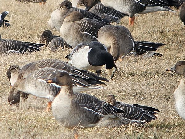 bernikla białolica  - Michał Rycak