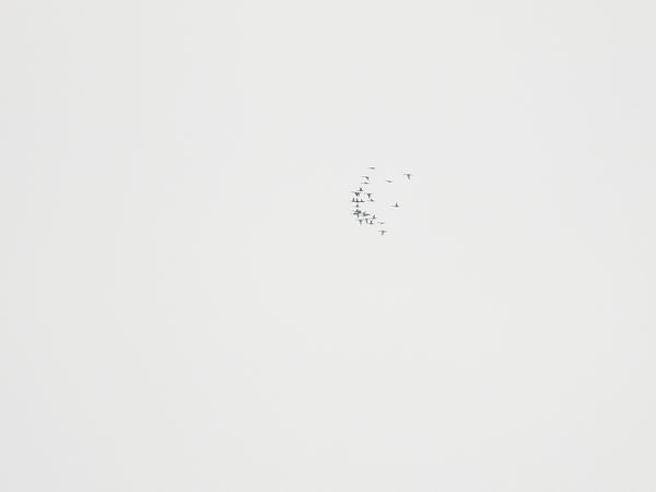 Codone  - Lorenzo Cairo