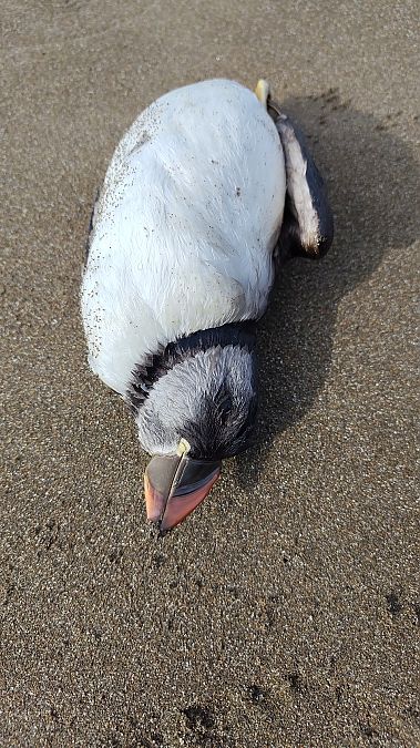 Fratercula arctica  - Gonzalo Torre