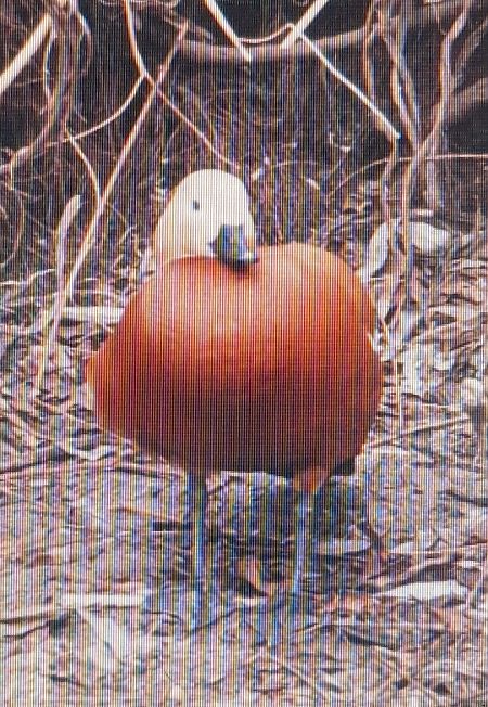 kazarka rdzawa  - Marek Betlejewicz