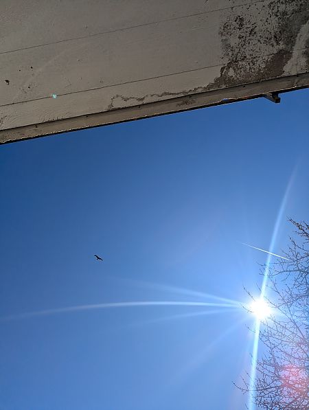 Milan royal  - Tobias Mayr