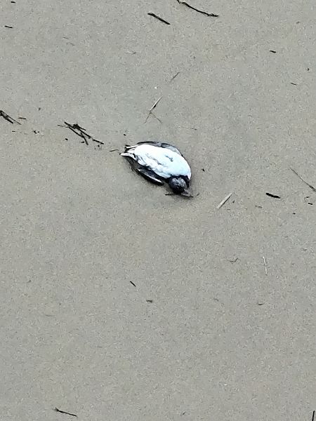 Fratercula arctica  - Aitor Urrutia