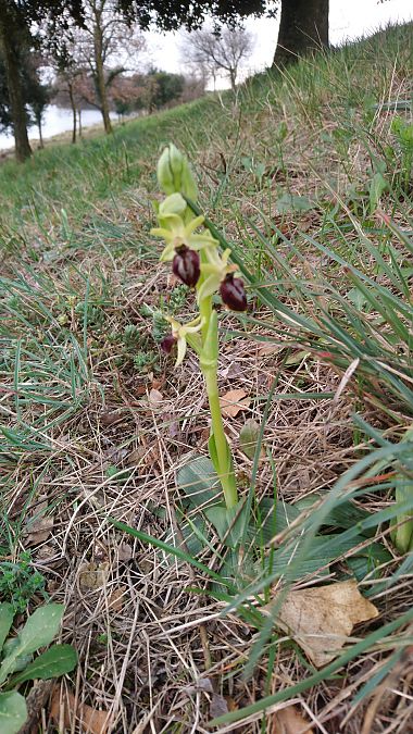 Ophrys occidentalis  - Monique Souben