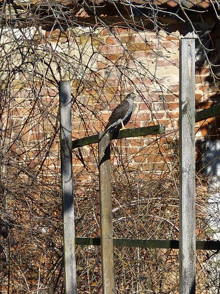 krogulec  - Tomasz Zarzycki