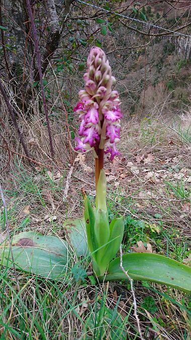 Himantoglossum robertianum  - Monique Souben