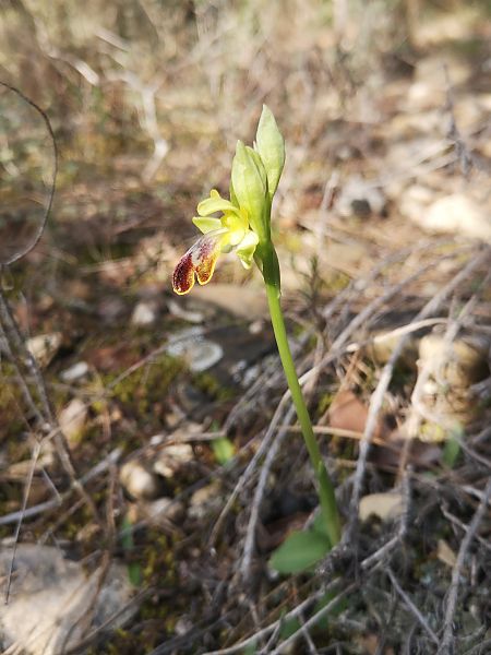 Ophrys lupercalis  - Richard Fay