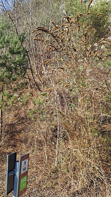 Buddleja davidii  - Mattia Scinto (FVG)