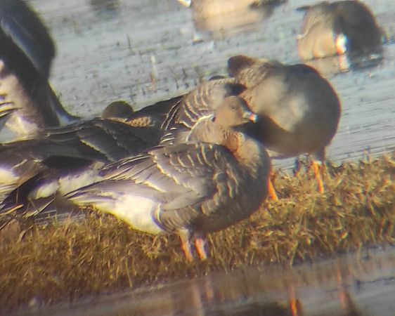 Kurzschnabelgans  - Szymon Kaczmarek