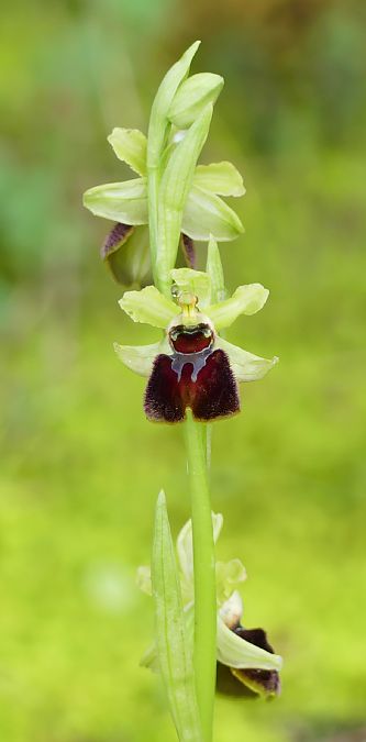 Ophrys massiliensis  - Florence Potier