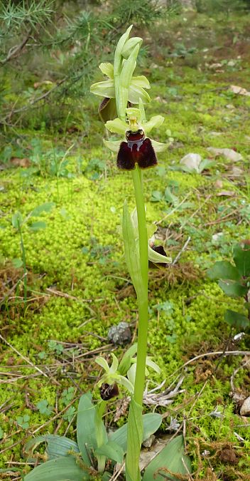 Ophrys massiliensis  - Florence Potier