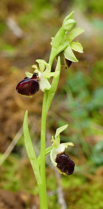 Ophrys massiliensis  - Florence Potier