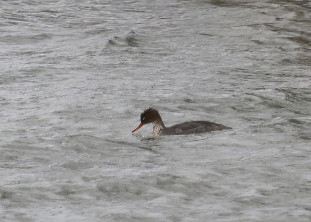 szlachar  - Katarzyna Szałas
