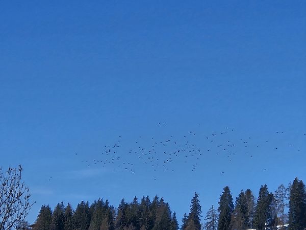 Gracchio alpino  - Michael Baumgartner