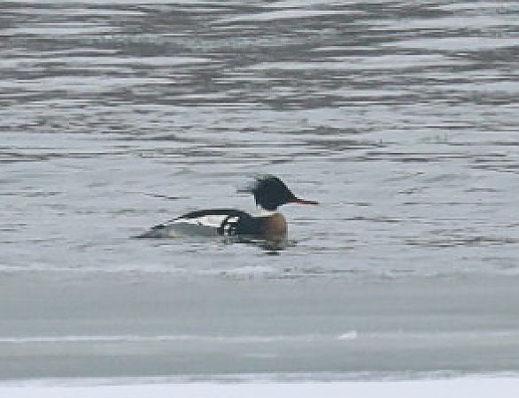 szlachar  - Joanna Kończak