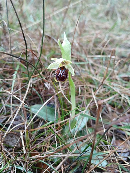 Ophrys massiliensis  - Alain Falvard