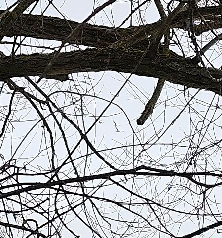 gęgawa  - Anna Kamilewicz-Wicik