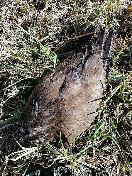 Poiana  - Massimo Bozza