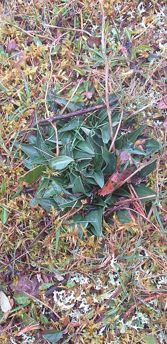 Spiranthes spiralis  - Bernadette et Patrice Beaupérin-Delaunay