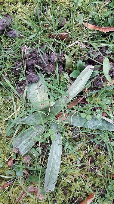 Ophrys apifera  - André Chevalier
