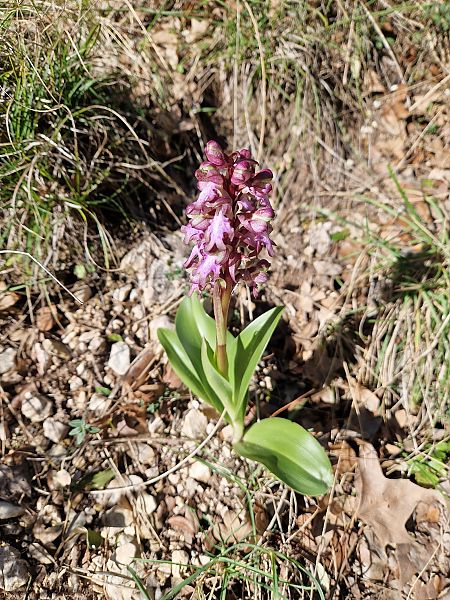 Himantoglossum robertianum  - Georges Olioso