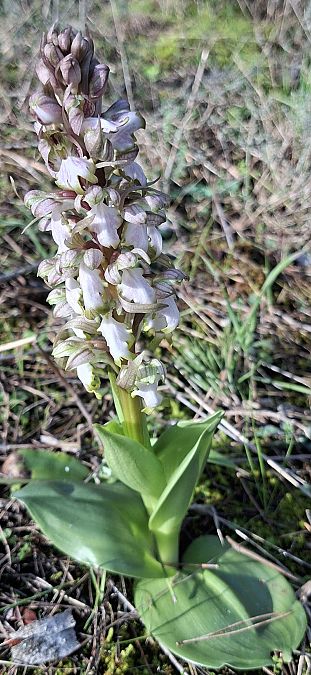 Himantoglossum robertianum 