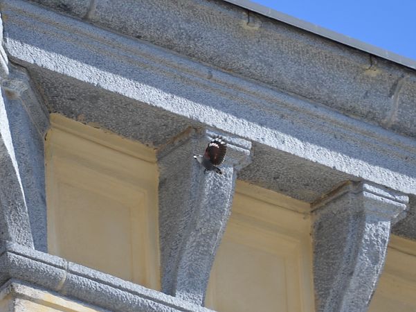 Picchio muraiolo  - Negro Matteo