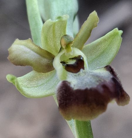 Ophrys sp. 