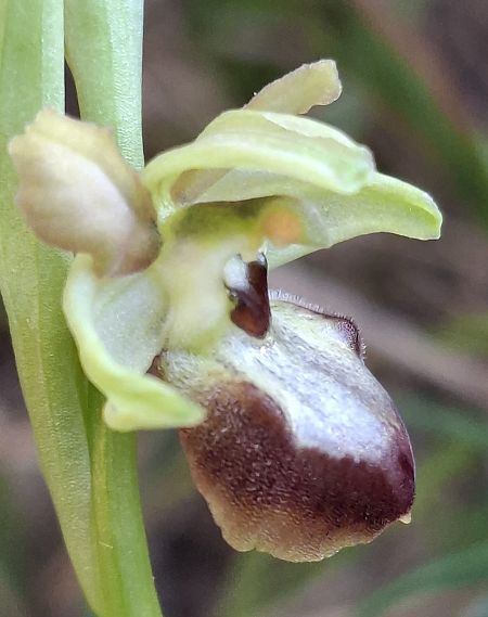 Ophrys sp. 