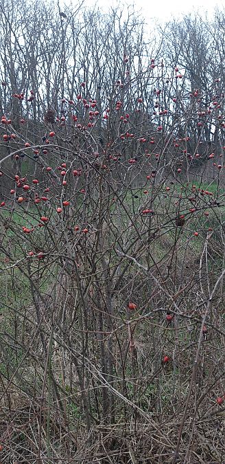 Diplolepis rosae  - Michele Cento