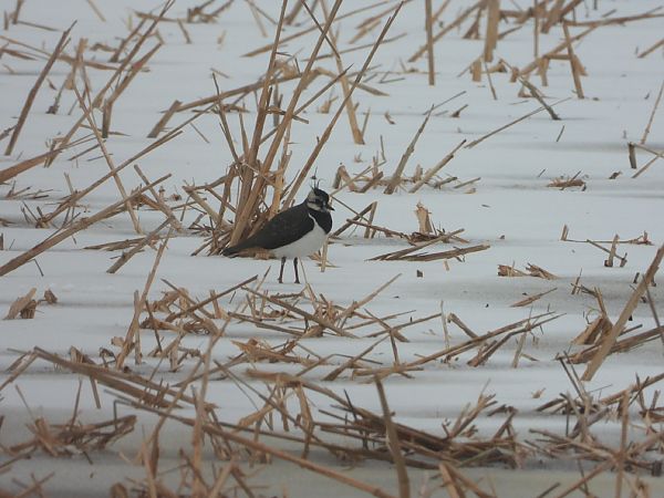 czajka  - Adrian Dudkiewicz