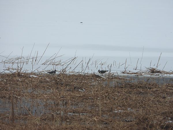 Kiebitz  - Adrian Dudkiewicz