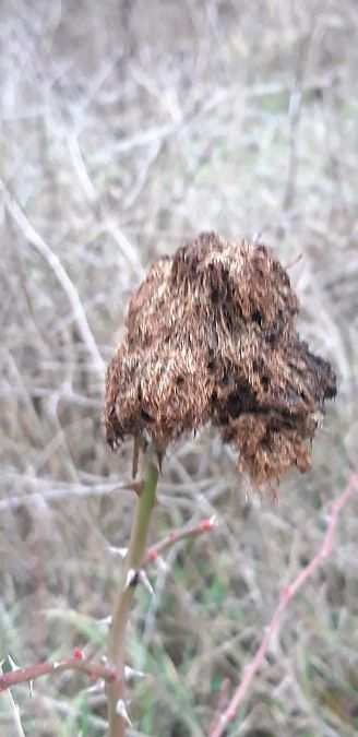 Diplolepis rosae  - Michele Cento