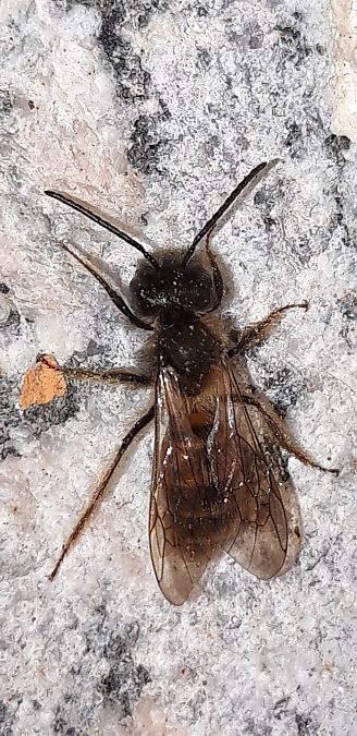 Andrena sp.  - Michele Cento