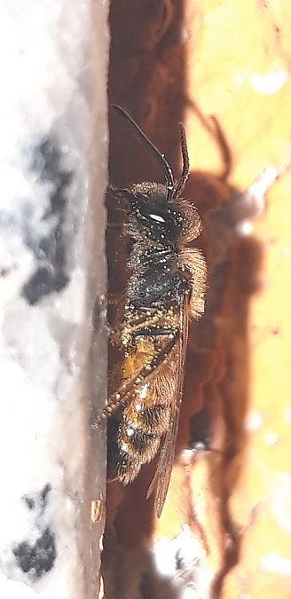 Andrena sp.  - Michele Cento