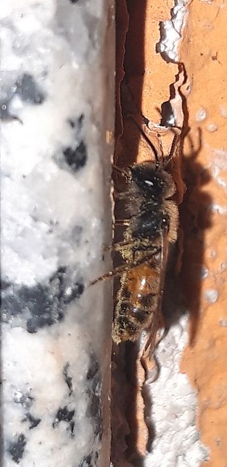 Andrena sp.  - Michele Cento