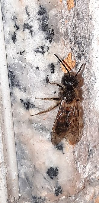 Andrena sp.  - Michele Cento