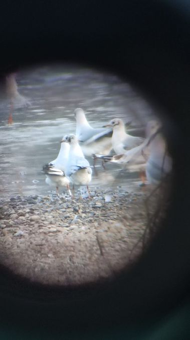 Gabbiano comune  - Lorenza Venturini