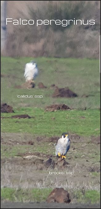 Falco pellegrino siberiano  - Giuseppe Di Lieto