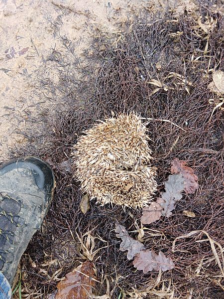 Riccio europeo  - Giacomo Ferraro