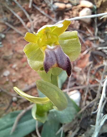 Ophrys forestieri  - Marc Olivé